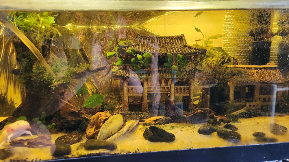 40 gallon and Axolotl