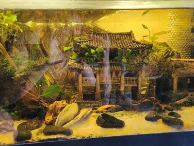 40 gallon and Axolotl