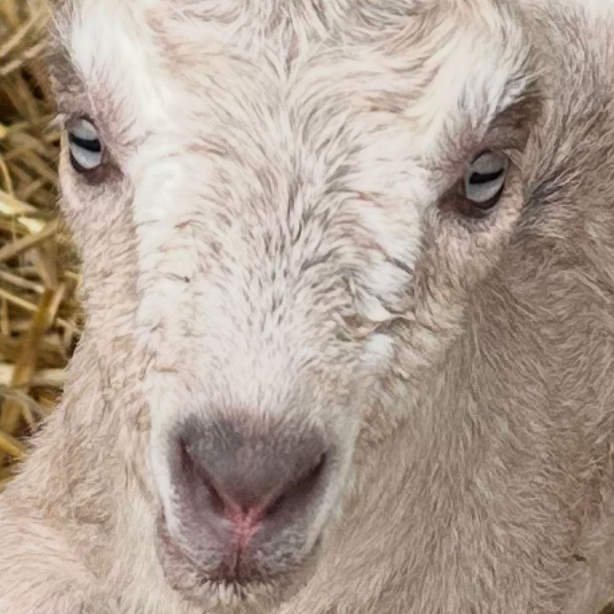 ADGA LaMancha Doeling