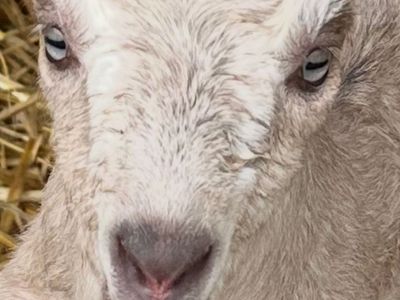 ADGA LaMancha Doeling