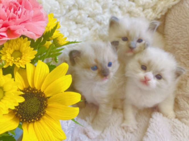 Gorgeous TINY Teacup Ragdoll SWEET Lynx kittens! LESS/Allergic/Shed LESS!  DOGLIKE playful/loyal personality--do tricks!