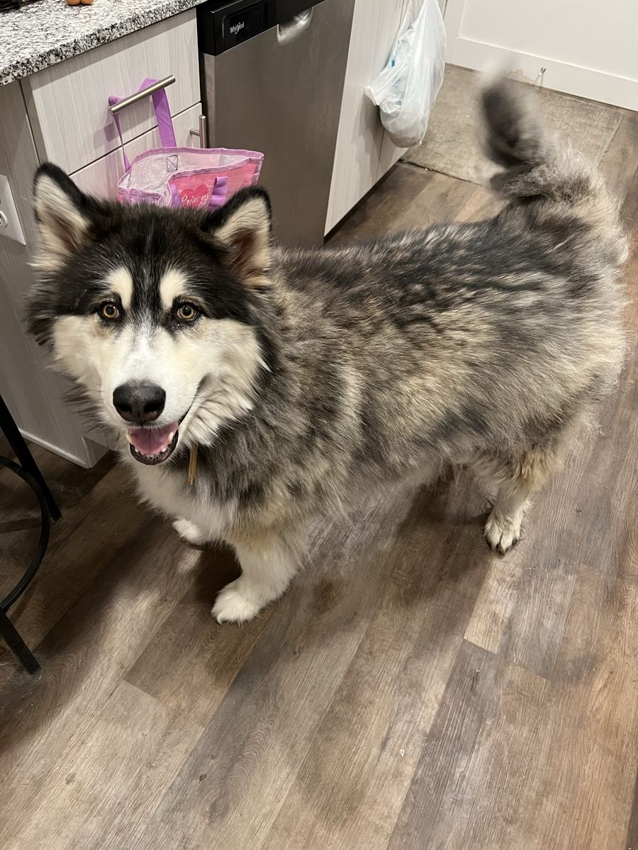FREE - Rehoming 3 Female Dogs