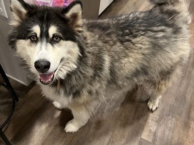 FREE - Rehoming 3 Female Dogs