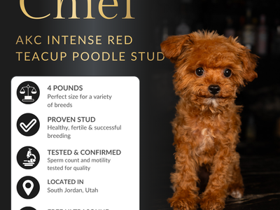 AKC Teacup Red Poodle Stud Service – 4.2 lbs – OFA and DNA Health Tested – Teddy Bear Puppies