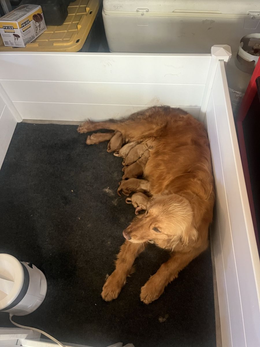 AKC Registered Golden Retriever Puppies