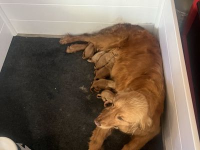AKC Registered Golden Retriever Puppies
