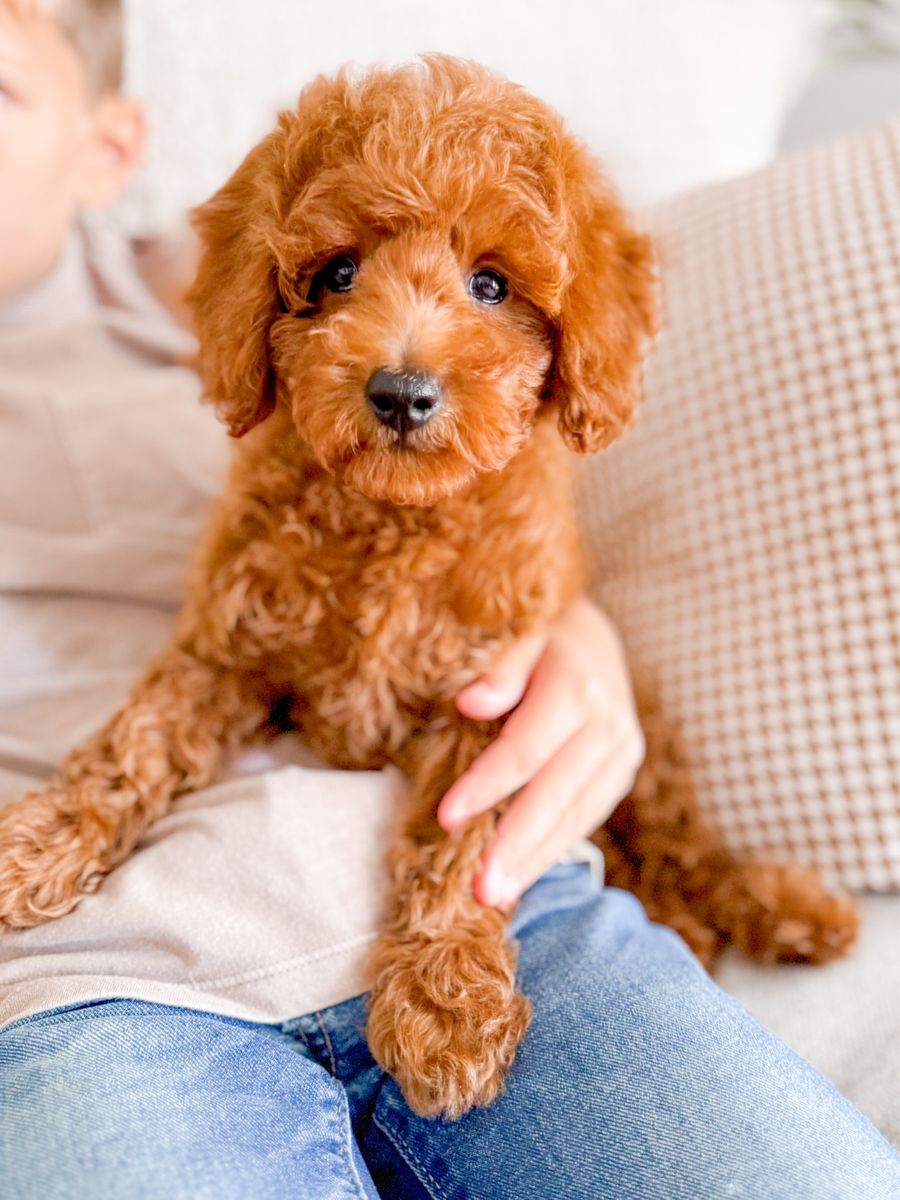 12-15lb Female F1bb Mini Goldendoodle Golden Doodle Ready Now
