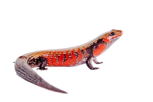Breeding Pair Fire Skinks