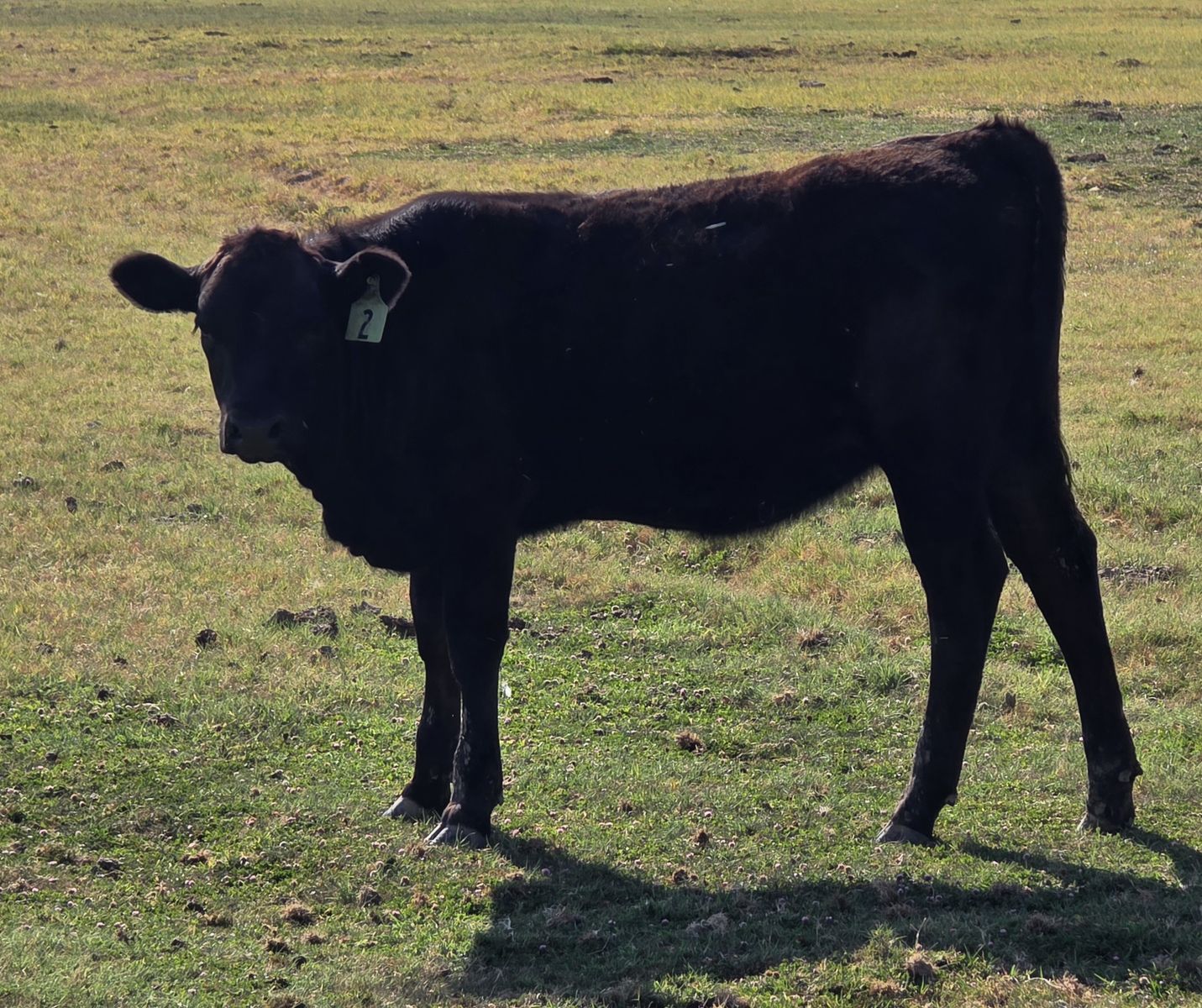 Healthy Corriente/Wagyu Weanlings for Sale
