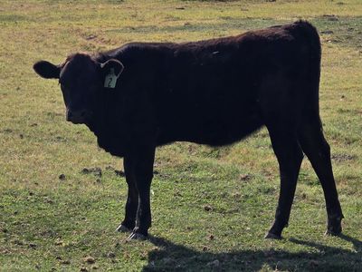 Healthy Corriente/Wagyu Weanlings for Sale