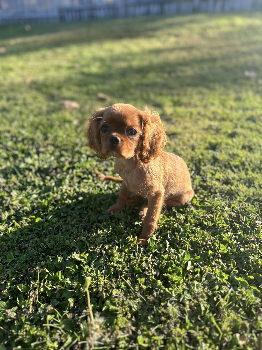 Cavalier King Charles Puppies COMING SOON!!