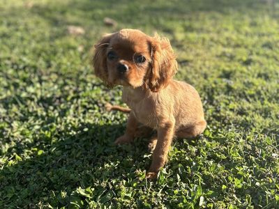 Cavalier King Charles Puppies COMING SOON!!