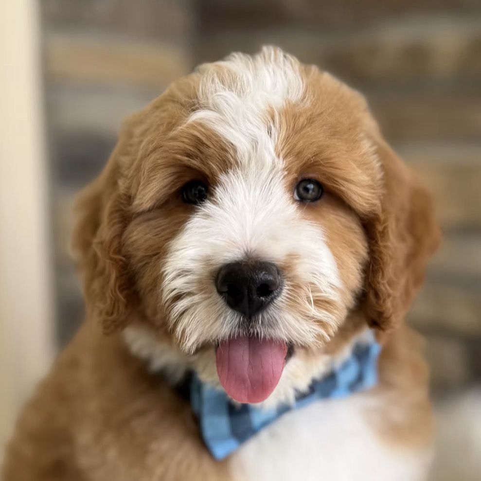 Bernedoodle