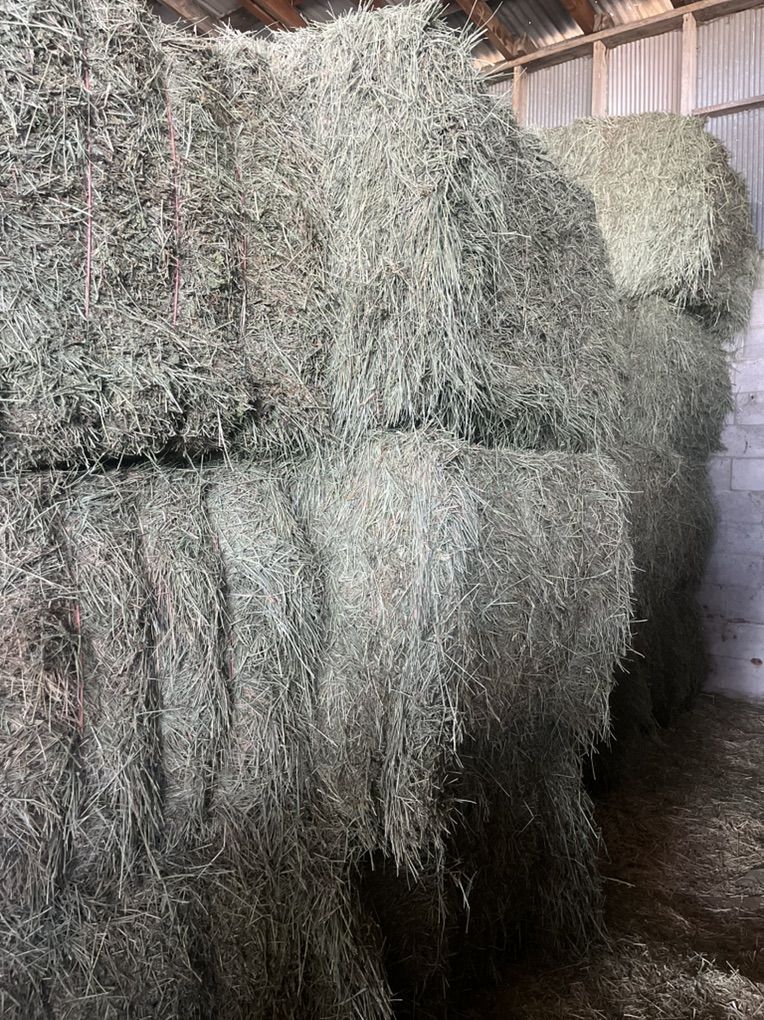 Grass Alfalfa Hay