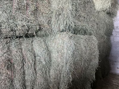 Grass Alfalfa Hay