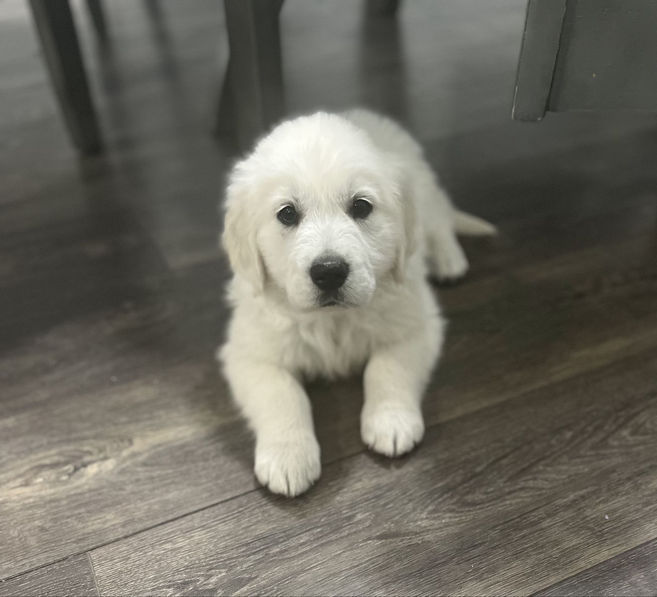 Golden Retriever puppies