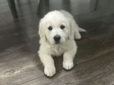 Golden Retriever puppies