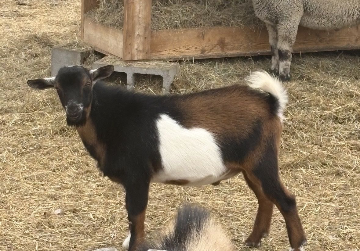 Billy Goat for Sale - 6 month
