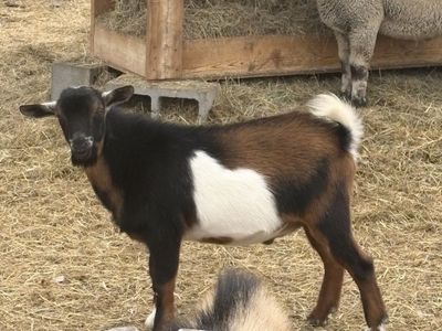 Billy Goat for Sale - 6 month