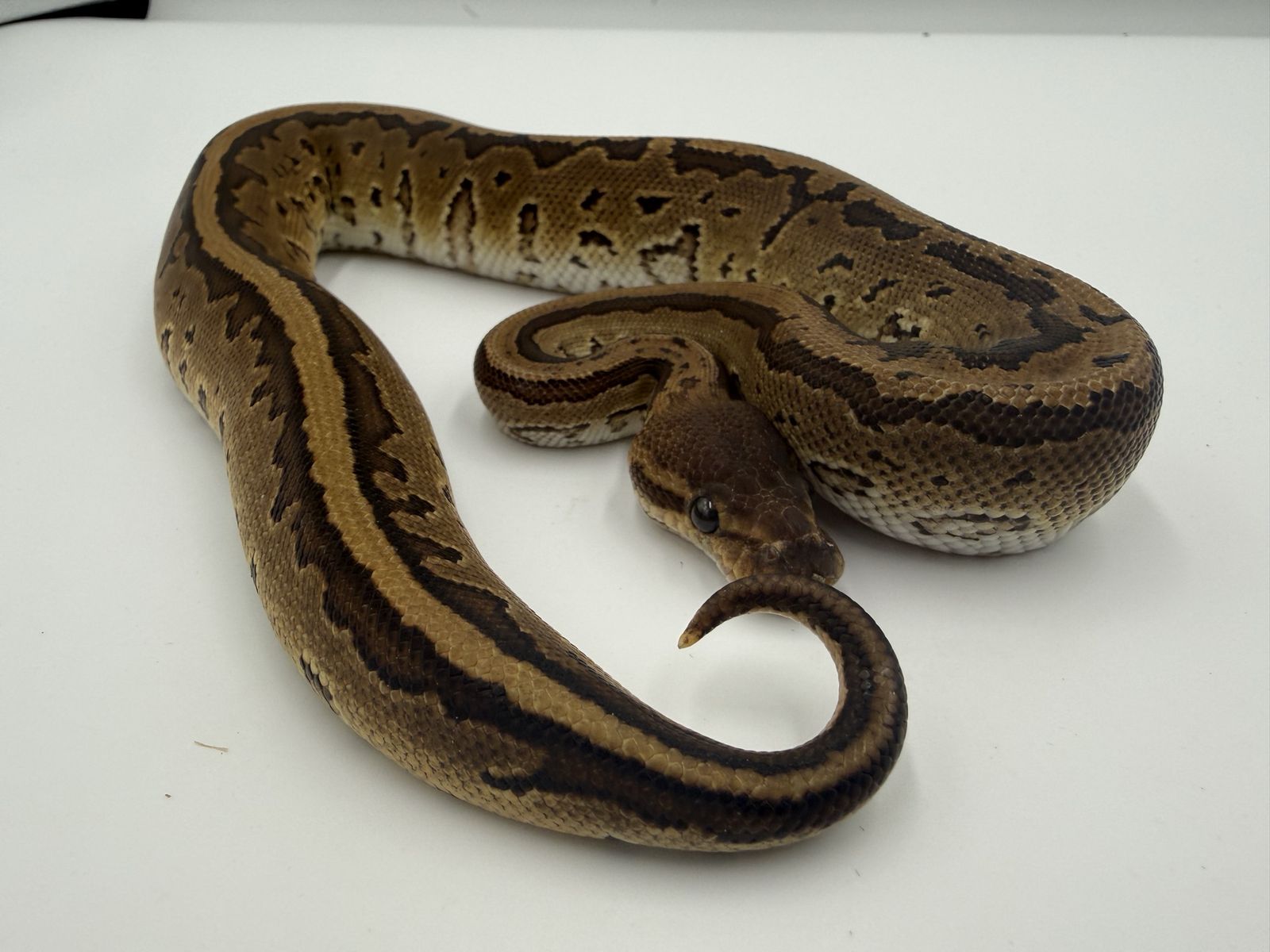 Male: Black Head Red Gene Pinstripe DH DG Hypo 50% Het Gstripe