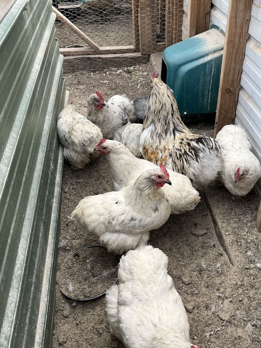 Splash Cochin Hens