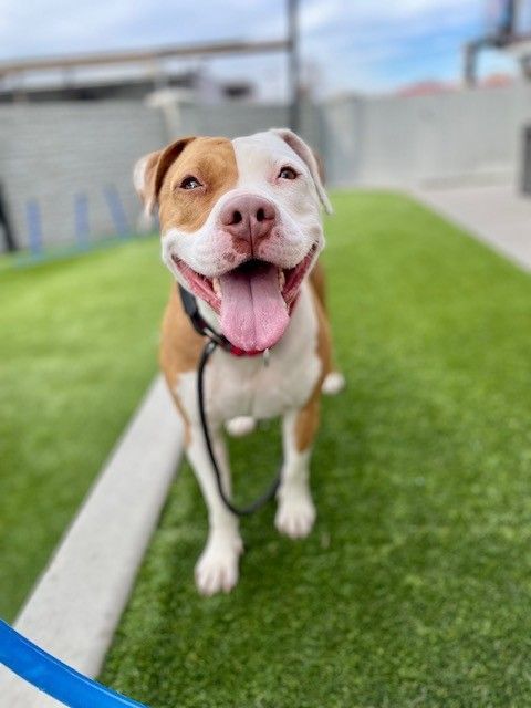 A151020 Jazzi is Available for Adoption!