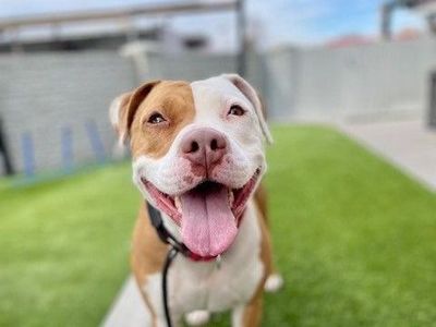 A151020 Jazzi is Available for Adoption!