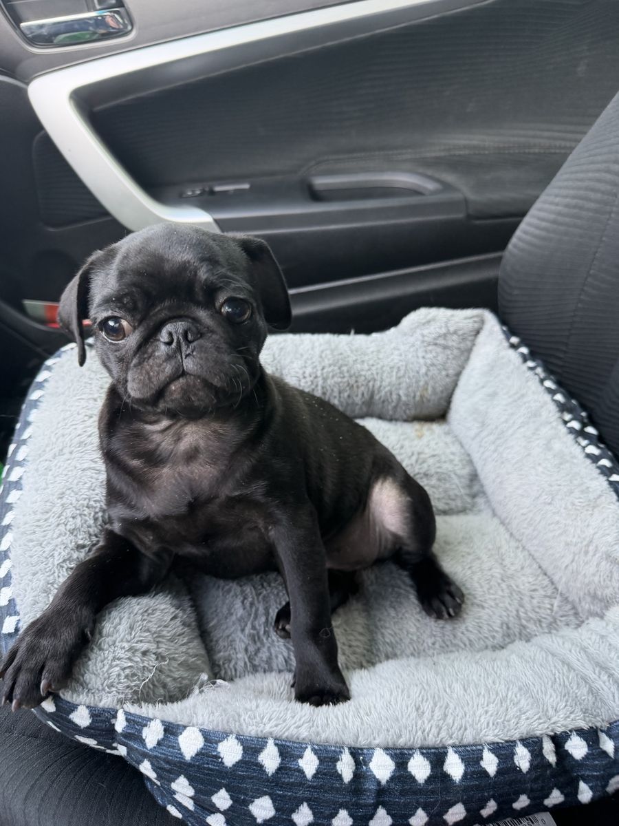 Female Pug Puppy