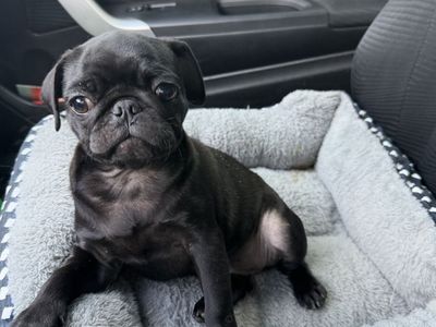Female Pug Puppy