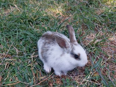 Baby Bunnies- Mini Rex
"Abby"