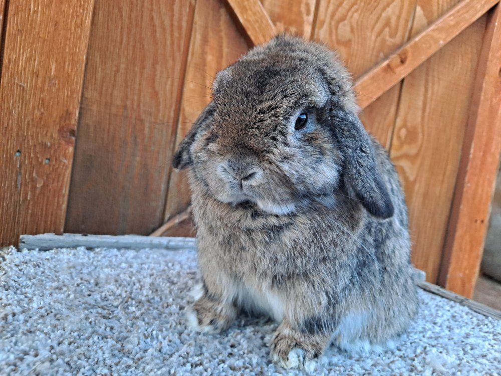 Holland Lop Doe