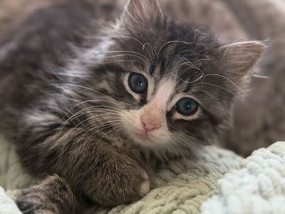 Bottle Fed Kittens