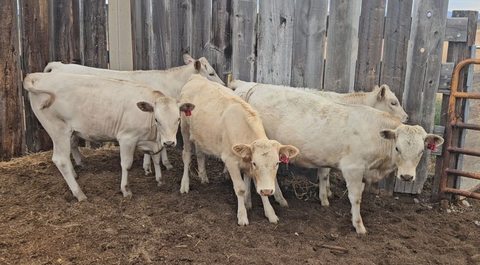 Charolais cross heifers