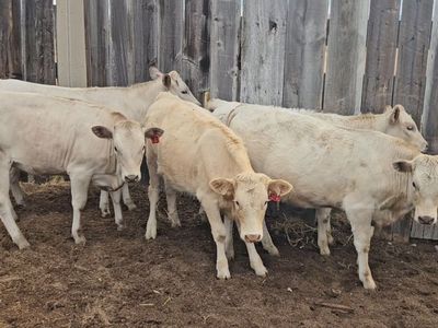 Charolais cross heifers