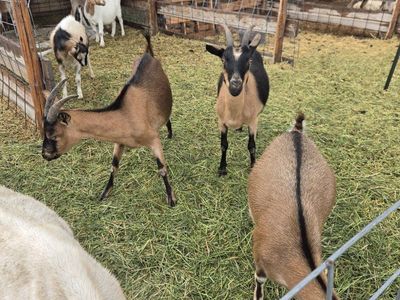Dairy Starter Herd