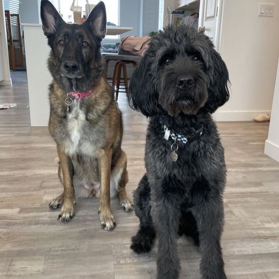 Belgian Malinois + Labradoodle