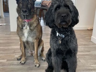 Belgian Malinois + Labradoodle