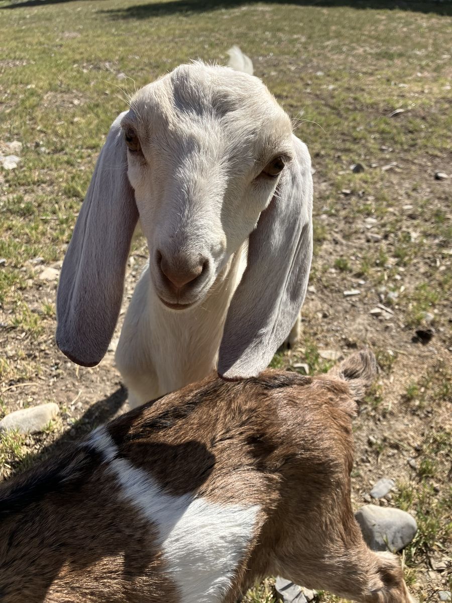 Full Nubian Buckling