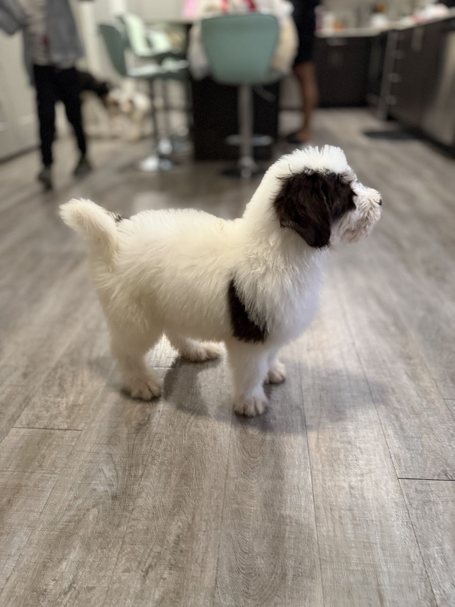 Standard Bernedoodle Puppy