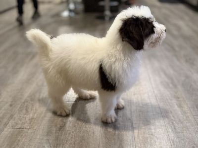 Standard Bernedoodle Puppy