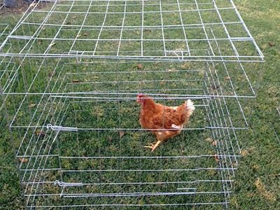 new 40x40x40 gamefowl Cages