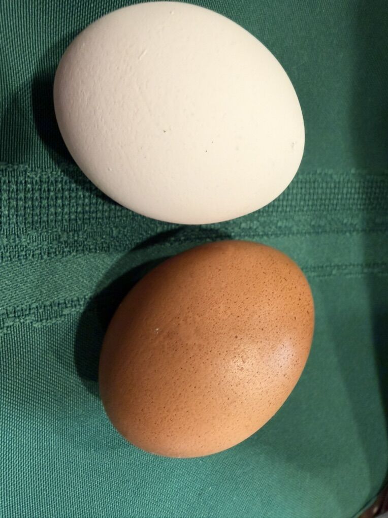 Farm fresh Eggs Large