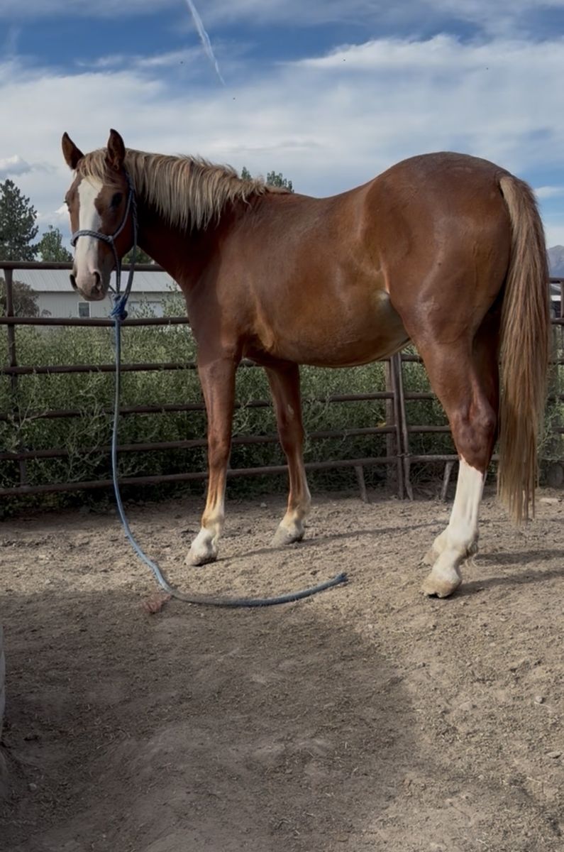 Coming 3 year old Grade Stud Colt