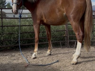 Coming 3 year old Grade Stud Colt
