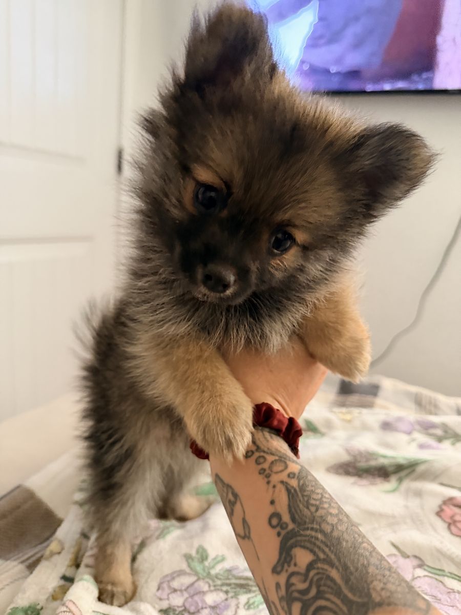 Tiny Male Pomeranian