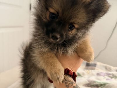 Tiny Male Pomeranian