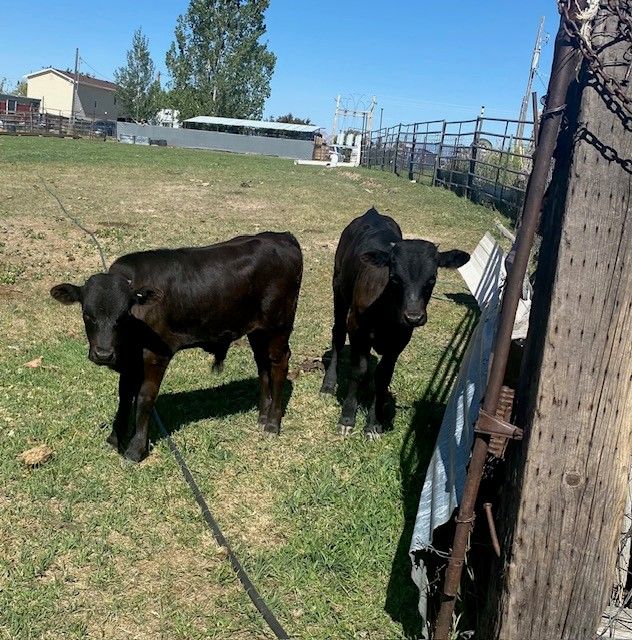 roping  calves corriente