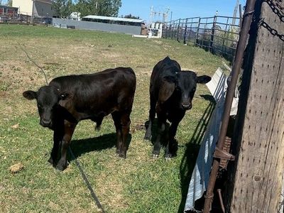 roping calves corriente