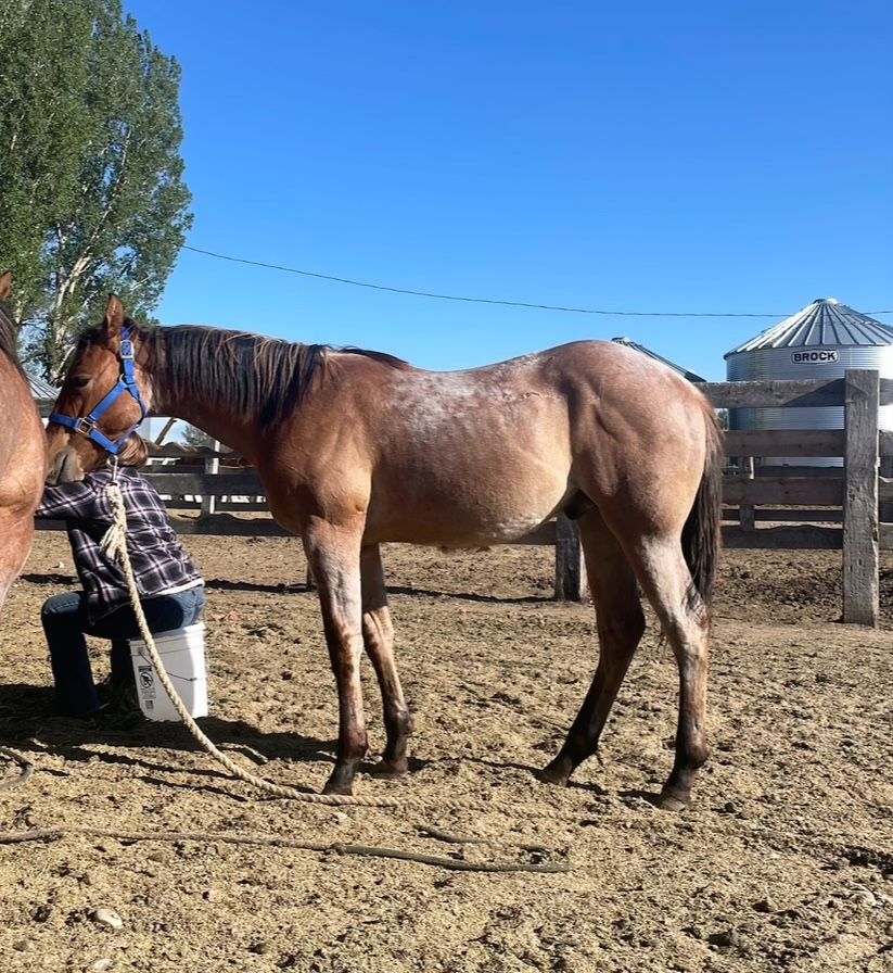 AQHA Dun Roan Yearling Gelding