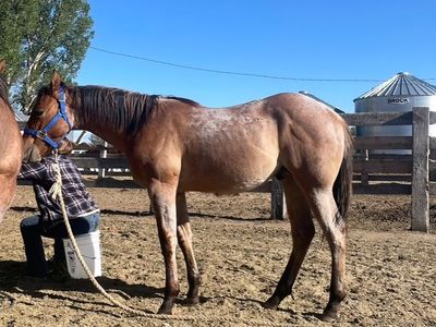AQHA Dun Roan Yearling Gelding